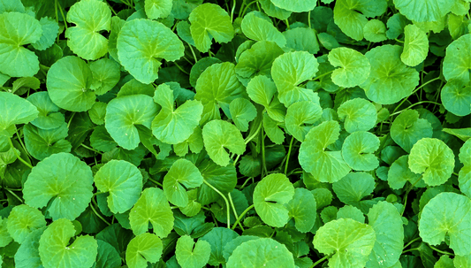 Mire jó a Gotu Kola?